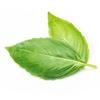 Fresh Basil