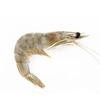 Prawns