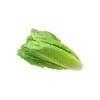 Lettuce Romain