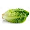 Gem Lettuce