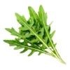 Fresh Rocket