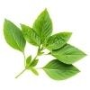 Basil Leaves